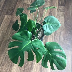 Meet your Posher, Araina